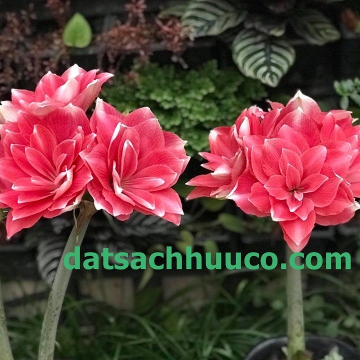 Cây hoa lan huệ kép màu đỏ trắng nở rộ trong chậu đất