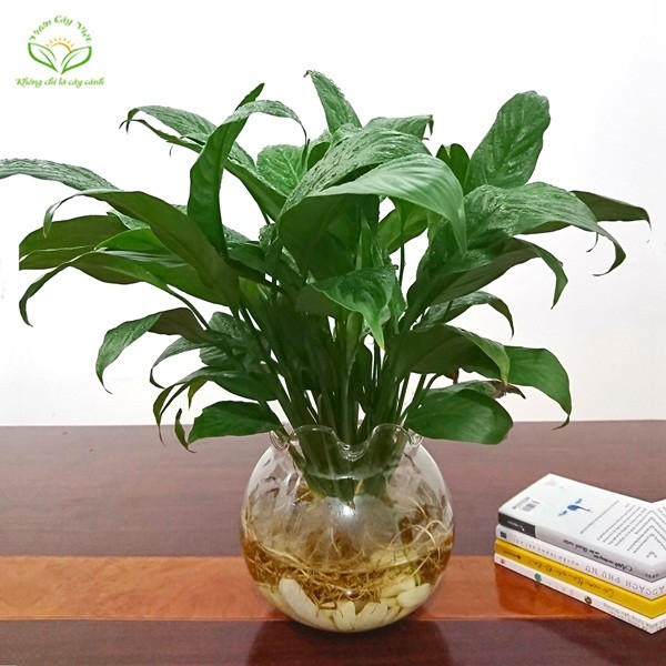 Cách trồng cây thủy sinh