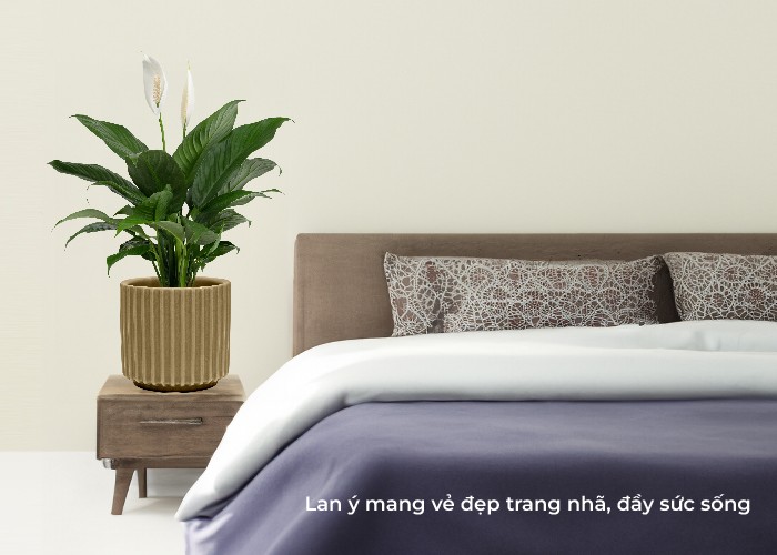 Cây lan ý với hoa trắng tinh khôi, giúp tăng độ ẩm không khí phòng ngủ.