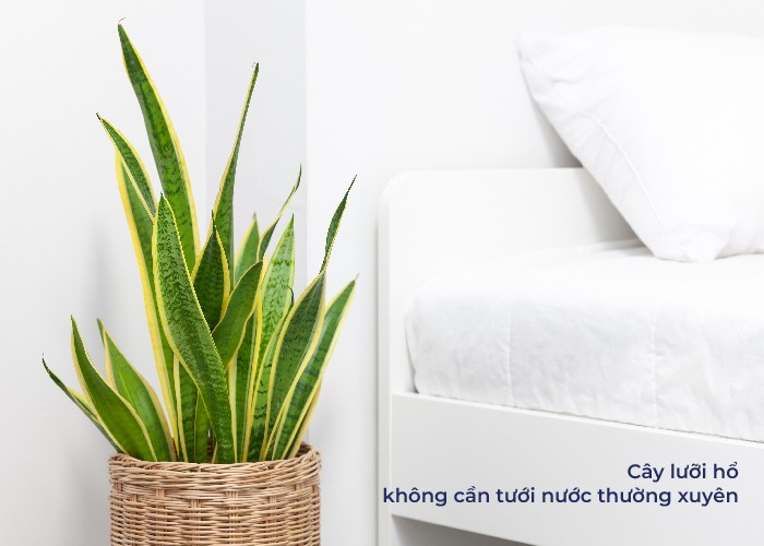 Cây lưỡi hổ lá sọc đứng thẳng trong chậu, cải thiện chất lượng không khí ban đêm.