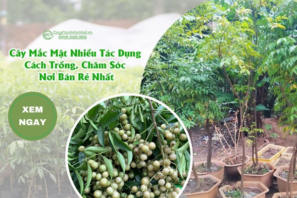 Đặc điểm cây mắc mật với tán lá dày