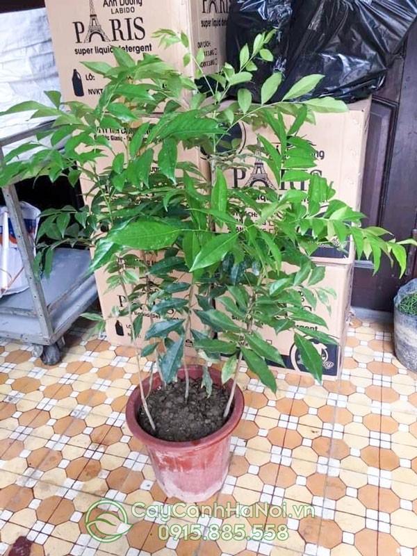 Cây mắc mật được trồng trong chậu