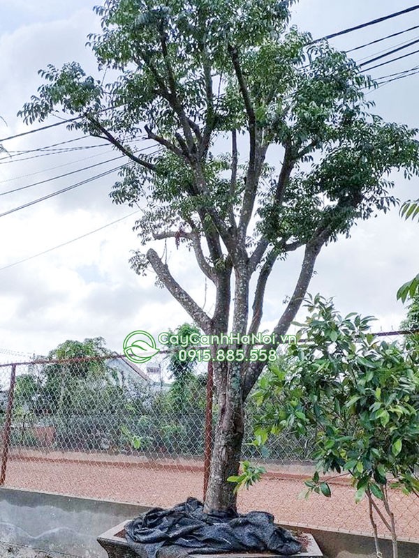 Đặc điểm thân cây mắc mật sần sùi