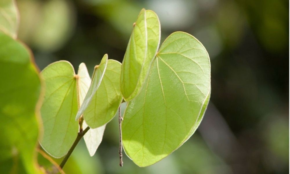 Lá cây móng bò xẻ thùy đặc trưng