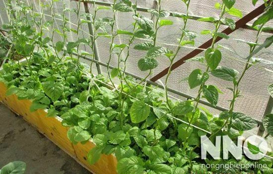 Cây mồng tơi xanh tốt trồng trong thùng xốp tại nhà