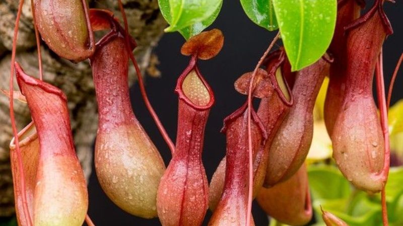 Cây nắp ấm với những chiếc bình bắt côn trùng độc đáo