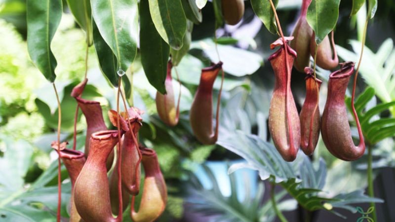 Những chiếc ấm của cây nắp ấm sẵn sàng bẫy côn trùng