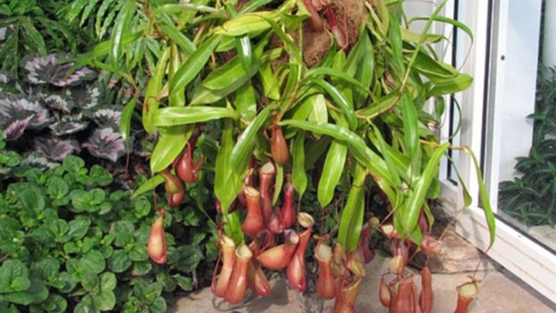 Cây nắp ấm mang ý nghĩa phong thủy tốt lành