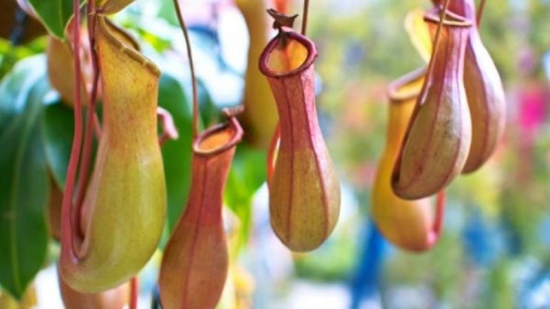 Trồng cây nắp ấm làm cảnh trong nhà và bắt côn trùng