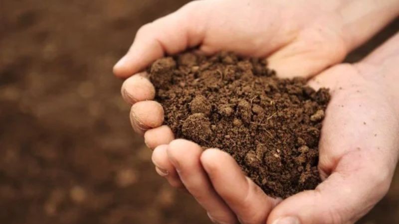 Quy trình chuẩn bị đất trồng cây nắp ấm