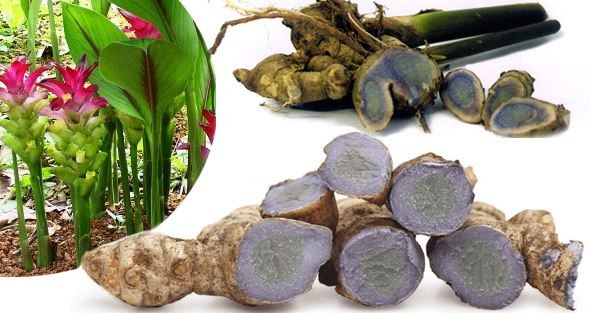 Đặc điểm nhận biết cây nghệ đen với lá đốm đỏ