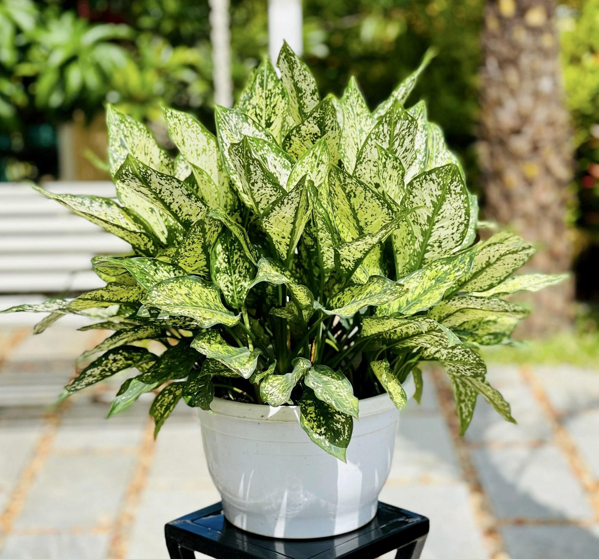 Cây ngọc ngân chậu nhỏ trang trí trong nhà