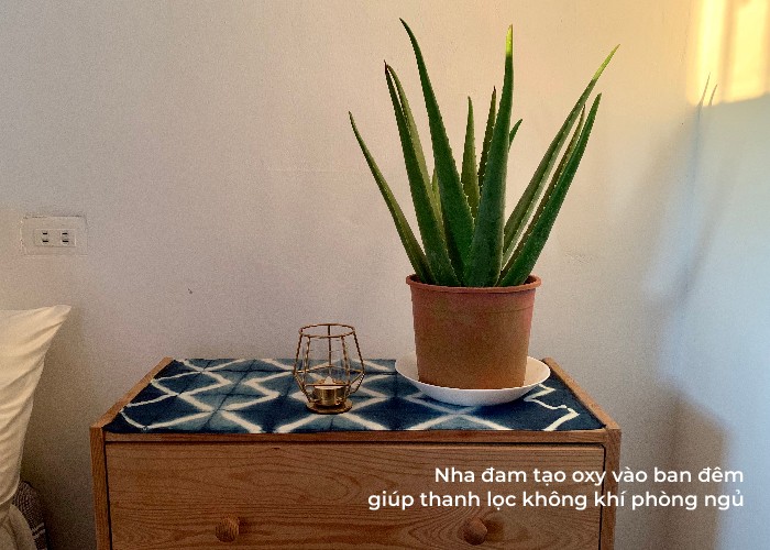Cây nha đam trong chậu gốm, lọc không khí phòng ngủ hiệu quả.