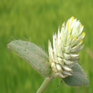 Hoa nở ngày đất màu tím nhạt