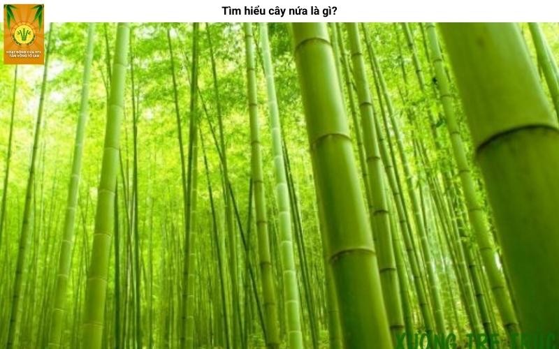 Một bụi cây nứa với thân thẳng, xanh mướt