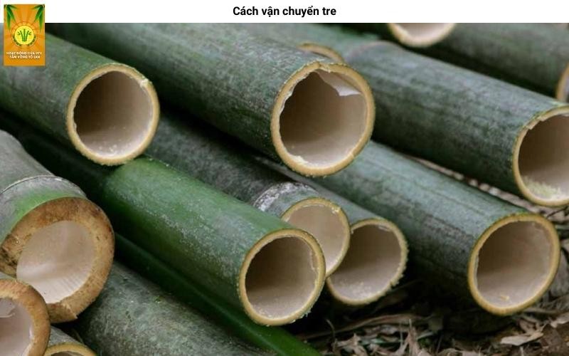 Vận chuyển cây nứa bằng xe tải