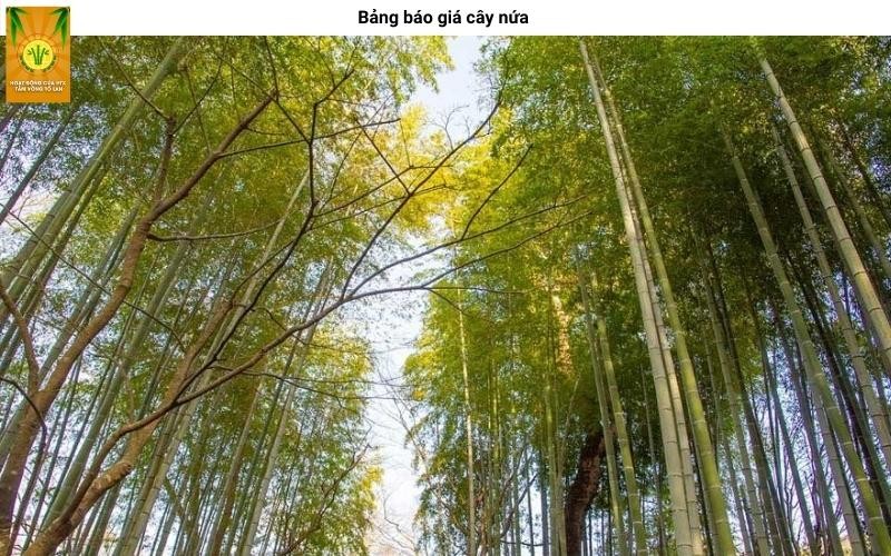 Bảng giá tham khảo các loại cây nứa