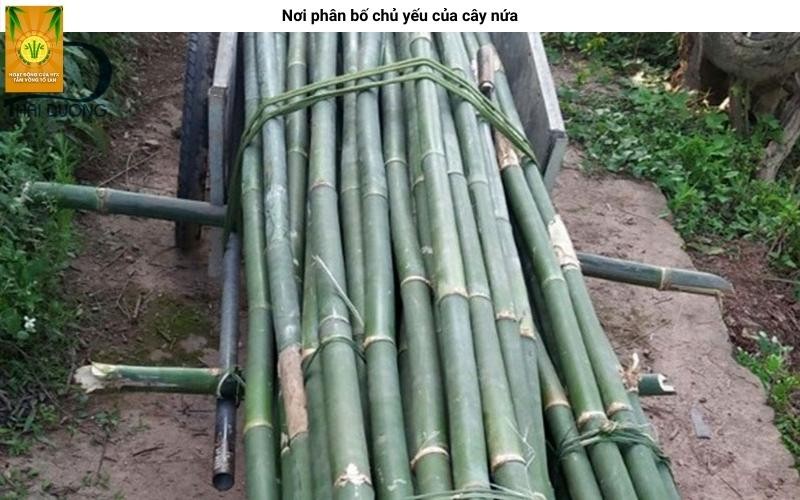 Rừng cây nứa bạt ngàn thể hiện sự phân bố rộng khắp