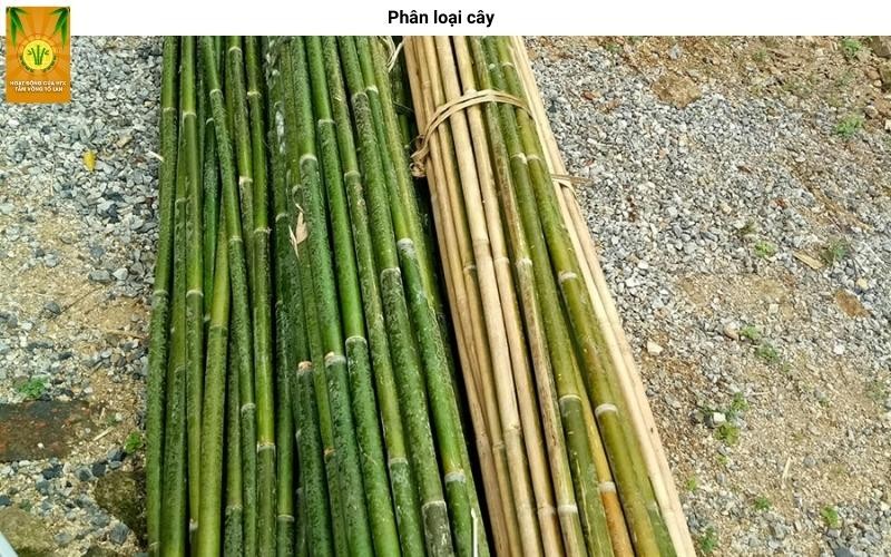 Các loại thân cây nứa với kích thước và màu sắc khác nhau