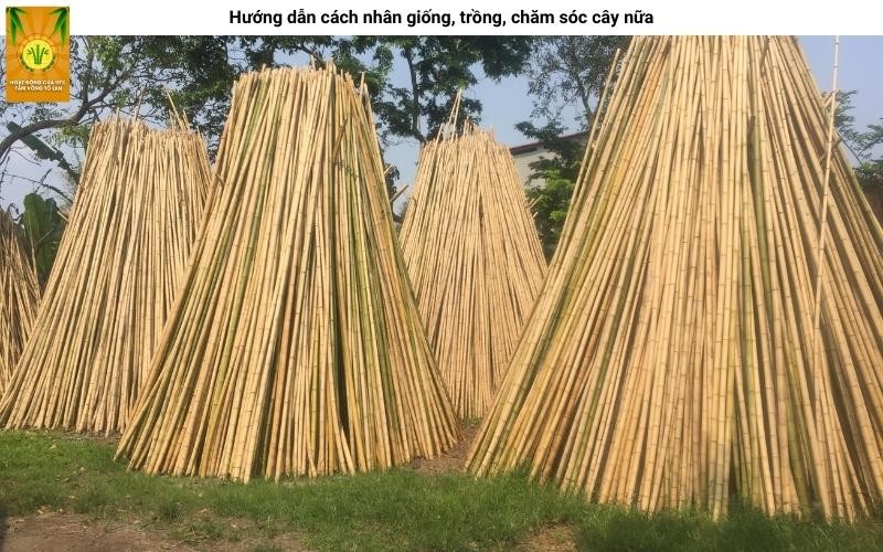 Những mầm cây nứa non đang phát triển