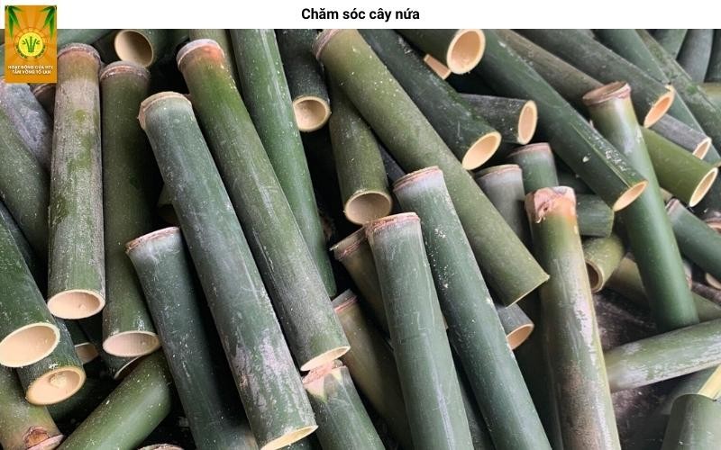Chăm sóc đất và gốc cây nứa để cây phát triển tốt