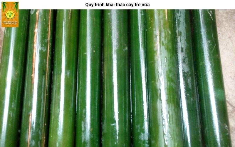 Thân cây nứa sau khi thu hoạch