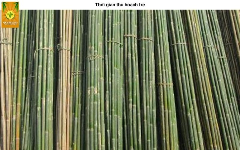 Người nông dân đang thu hoạch cây nứa