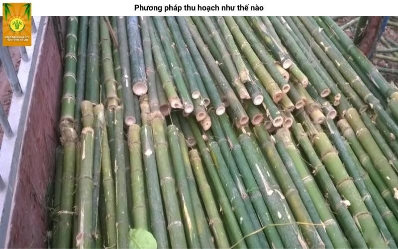 Thân cây nứa đã được chặt hạ gọn gàng