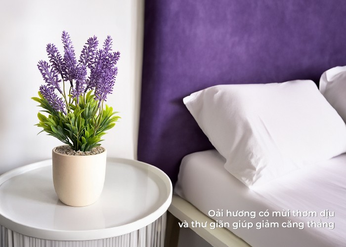 Hoa oải hương tím nở rộ, hương thơm giúp thư giãn tâm trí.