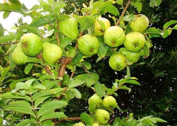 Cây ổi nữ hoàng với tán lá cân đối và quả đang phát triển