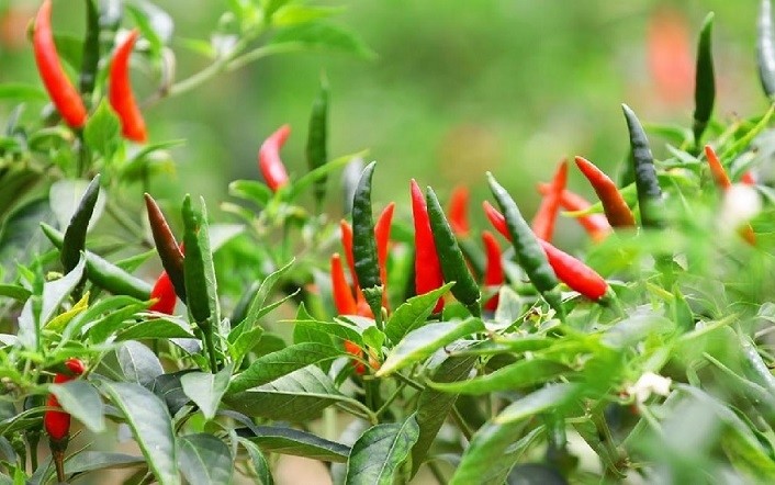 Cây ớt chỉ thiên trưởng thành sai trĩu quả