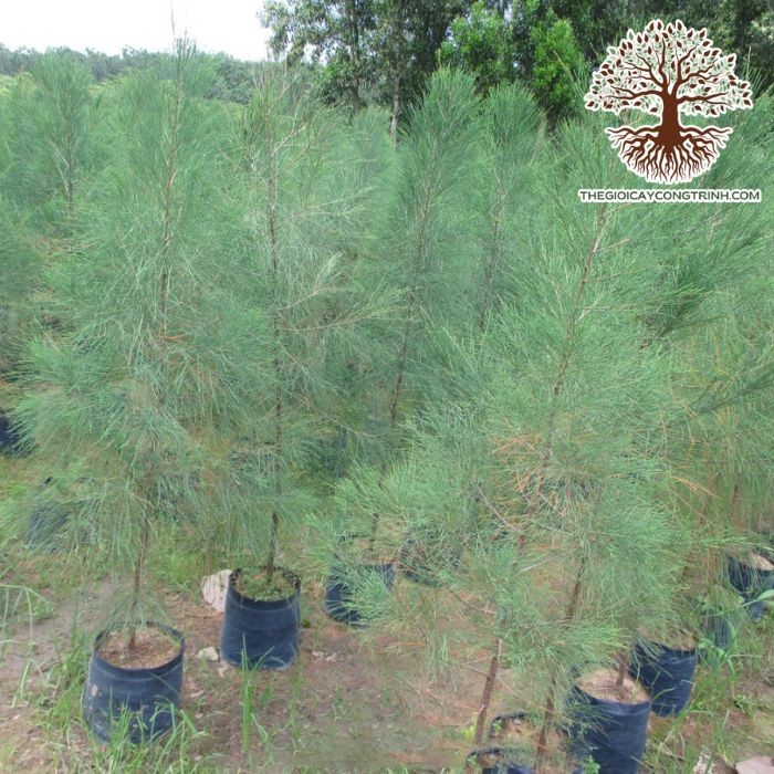 Cách chọn cây phi lao giống chất lượng, bộ rễ tốt