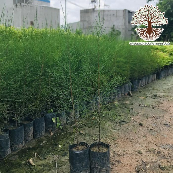 Cây phi lao giống khỏe mạnh trong bầu đất, sẵn sàng trồng