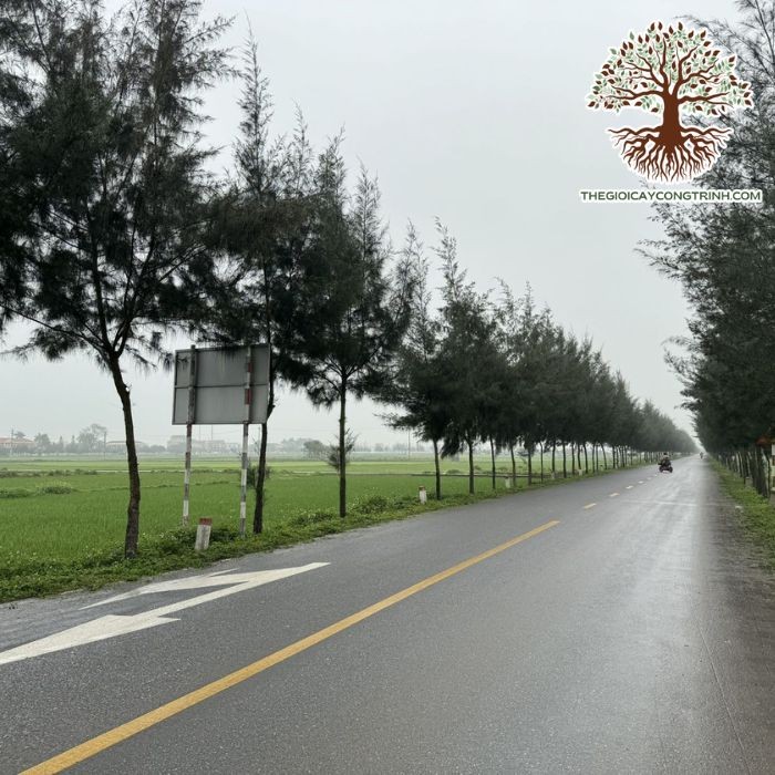 Thân cây phi lao trưởng thành với vỏ xám nâu nứt dọc