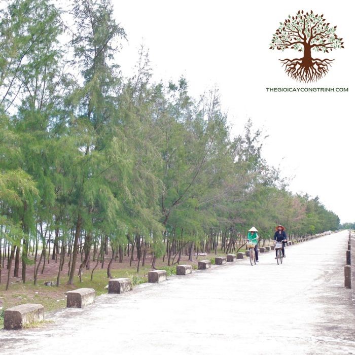 Cây phi lao tạo bóng mát và cảnh quan đẹp cho khu vực ven biển