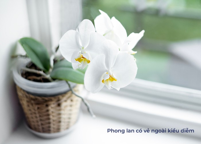 Cây phong lan với hoa màu tím dịu dàng, tăng oxy trong phòng ngủ.
