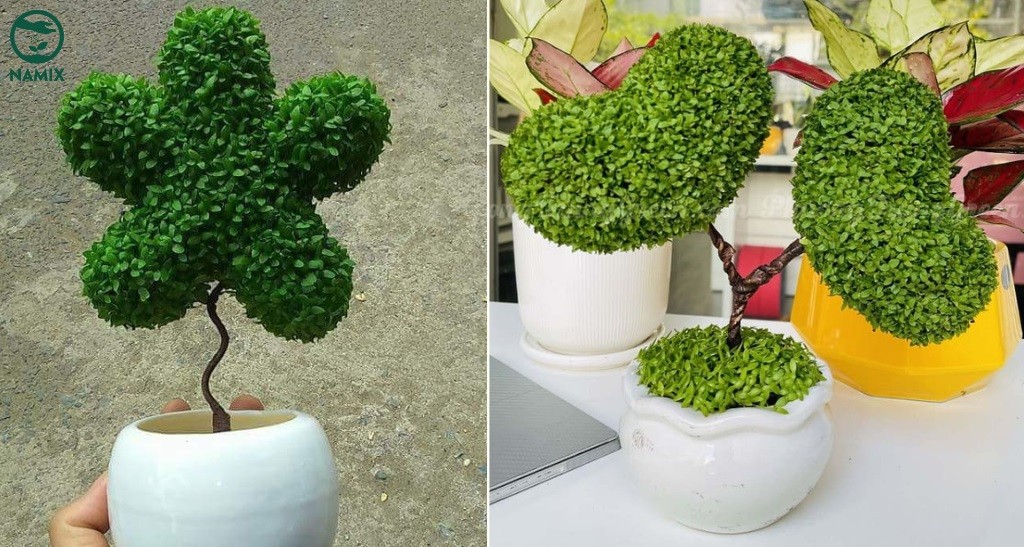 Lựa chọn vị trí đặt chậu cây cảnh trong nhà