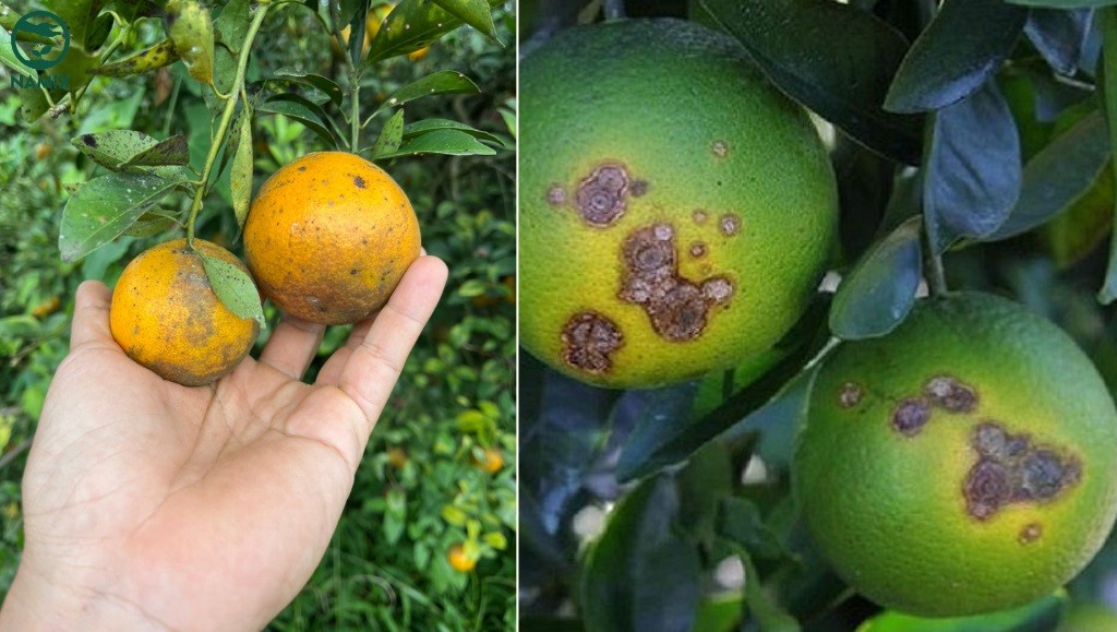 Phòng trừ sâu bệnh hại cây quýt đường