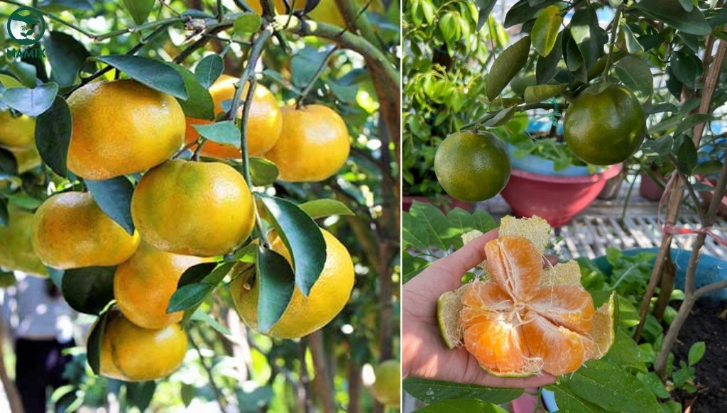 Cây quýt đường trưởng thành sai trĩu quả màu cam sáng