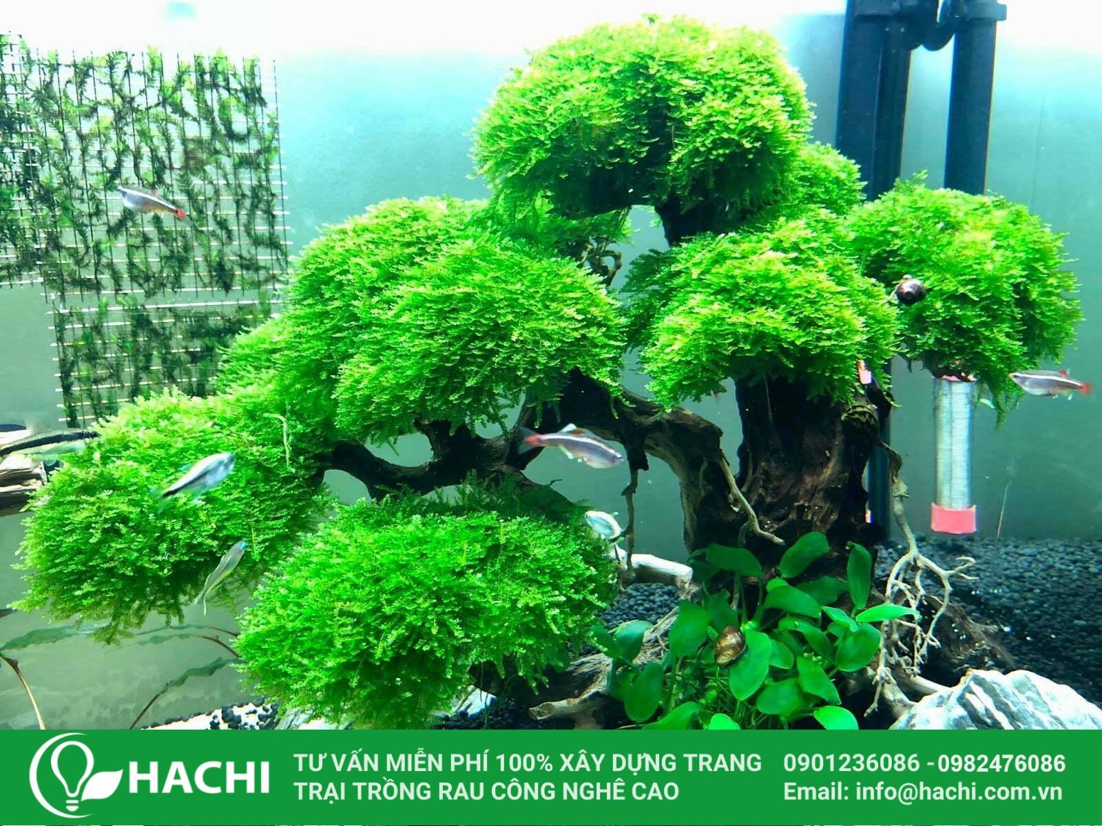 Cây rêu thủy sinh xanh tươi trong bể