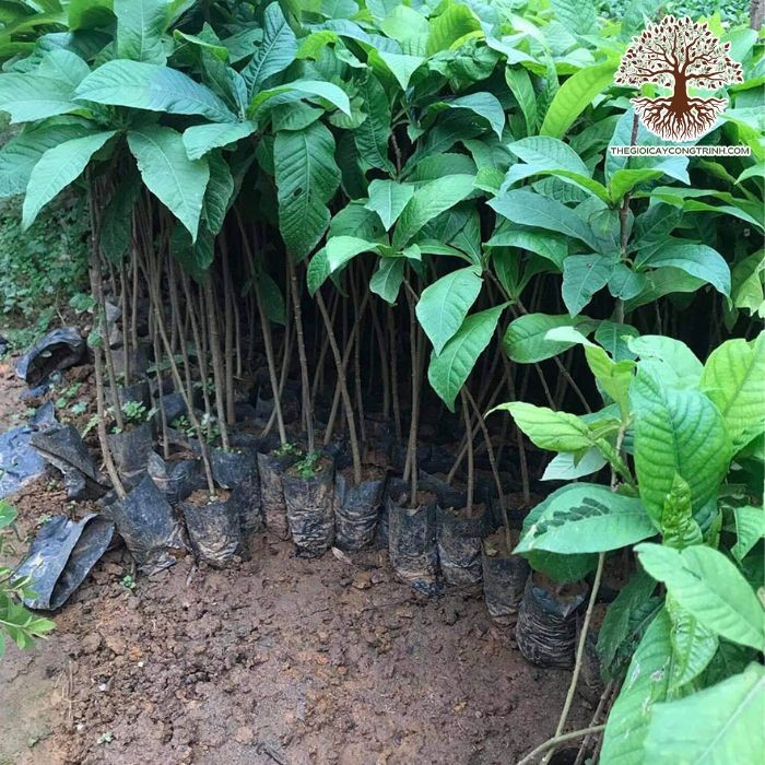 Lựa chọn cây thala giống khỏe mạnh