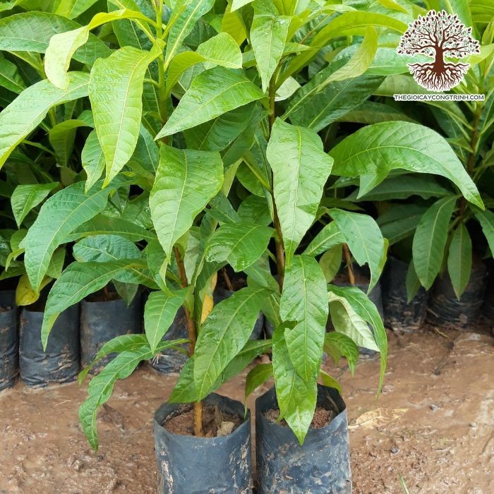 Cây thala giống tại vườn ươm