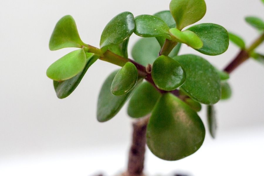 Lá cây sen đá đô la bị nấm mốc trắng tấn công