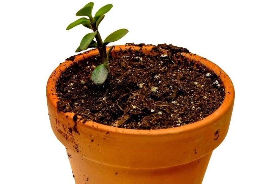 Cách dễ nhất để nhân giống cây sen đá đô la là giâm cành vào mùa xuân hoặc mùa hè