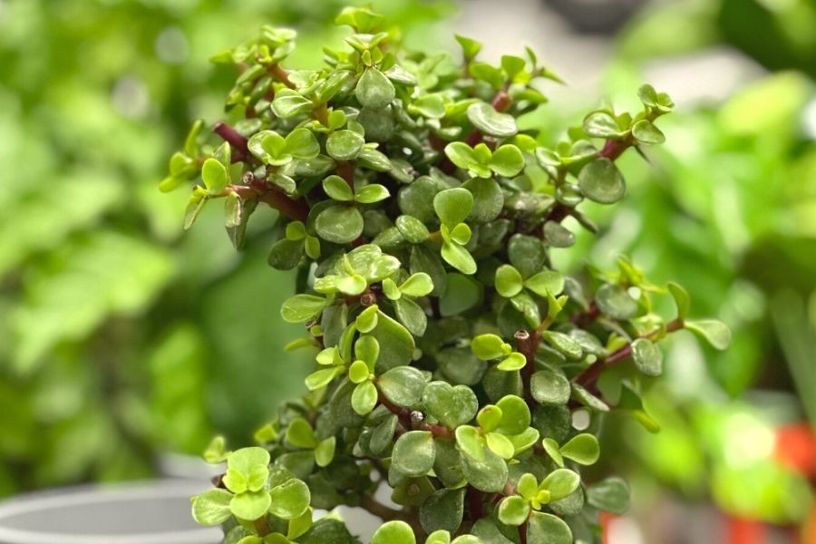 Cây sen đá đô la phát triển mạnh trong giỏ treo hoặc chậu cây cảnh do hệ thống rễ nông