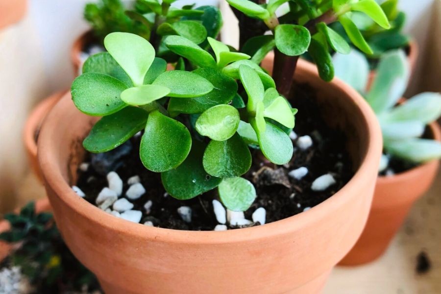 Bón phân tối thiểu cho cây sen đá đô la, mỗi tháng một lần vào mùa xuân và mùa thu