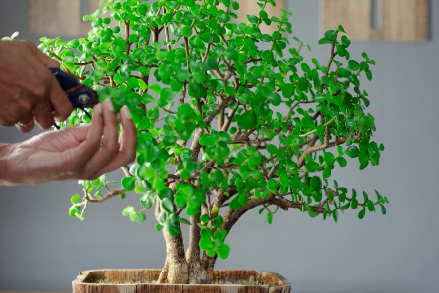 Cắt tỉa thường xuyên là cần thiết để duy trì hình dạng và kích thước cây sen đá đô la