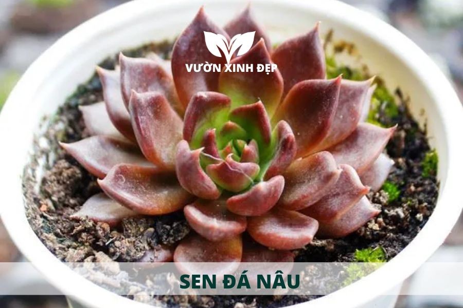 Hình ảnh cận cảnh một cây sen đá nâu với màu lá đỏ tía đậm