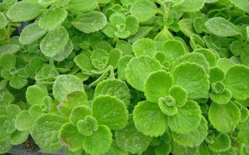 Mô tả đặc điểm, ý nghĩa và cách trồng cây sen thơm