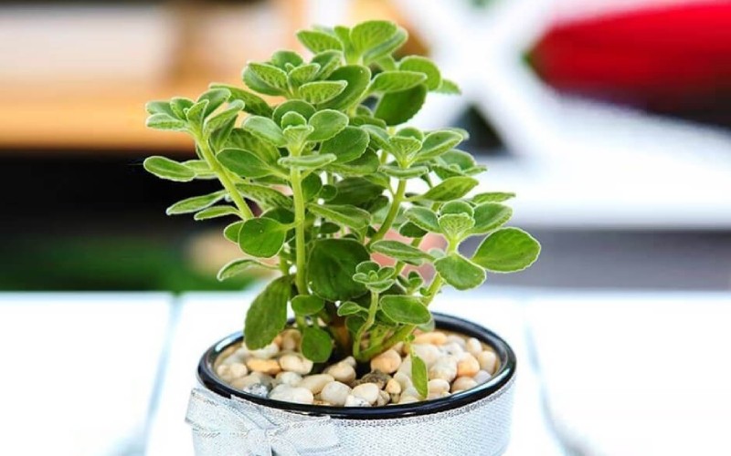 Đặc điểm hình thái của cây sen thơm